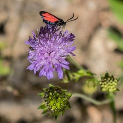 FuturePlanter Wald-Witwenblume (Knautia Dipsacifolia)