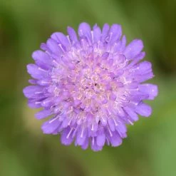 FuturePlanter Wald-Witwenblume (Knautia Dipsacifolia)