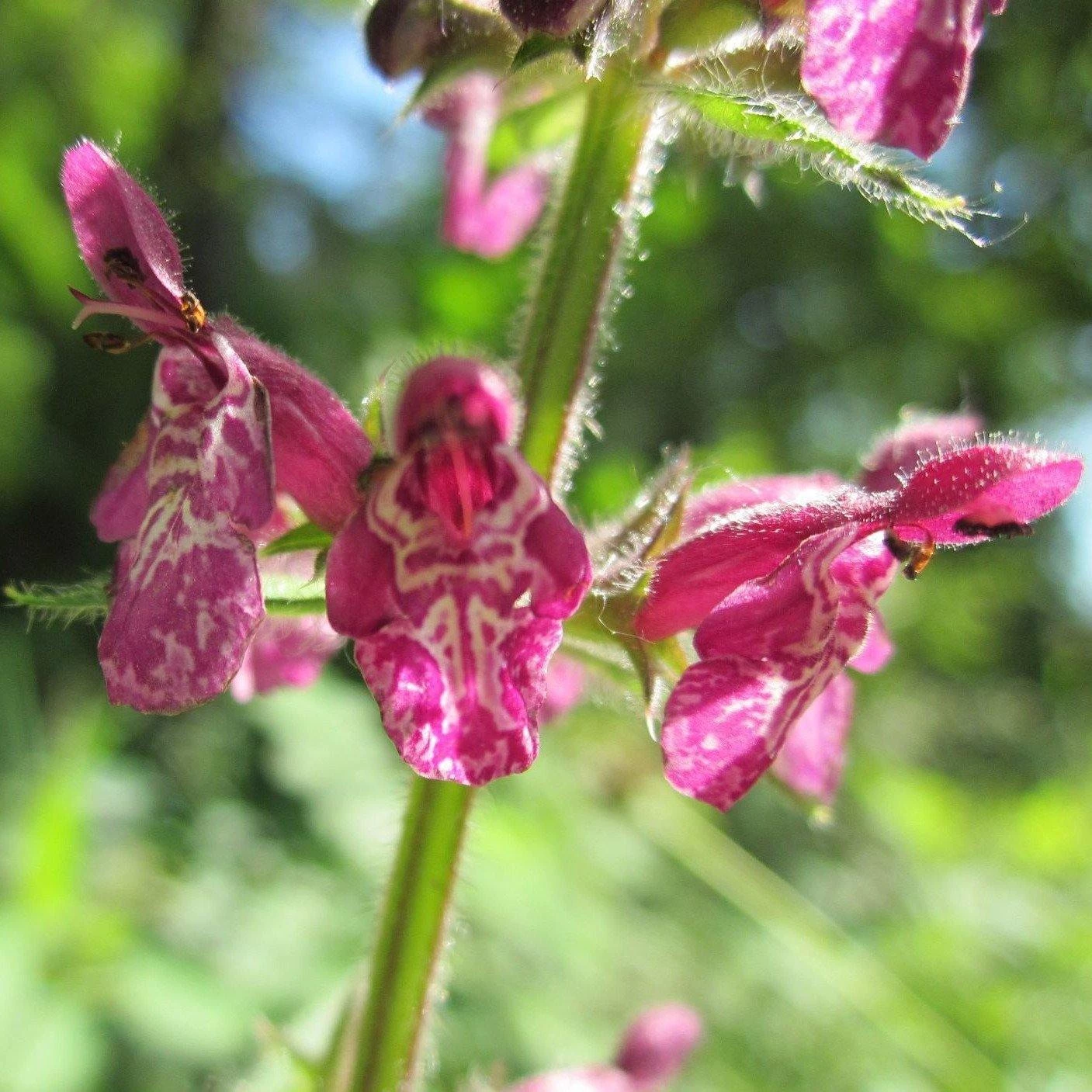 FuturePlanter Wald-Ziest (Stachys Sylvatica) 3 FuturePlanter Wald-Ziest (Stachys Sylvatica)
