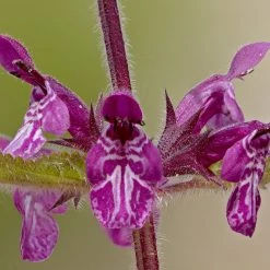 FuturePlanter Wald-Ziest (Stachys Sylvatica) 16 FuturePlanter Wald-Ziest (Stachys Sylvatica)
