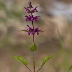 FuturePlanter Wald-Ziest (Stachys Sylvatica) 17 FuturePlanter Wald-Ziest (Stachys Sylvatica)