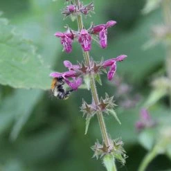 FuturePlanter Wald-Ziest (Stachys Sylvatica) 12 FuturePlanter Wald-Ziest (Stachys Sylvatica)