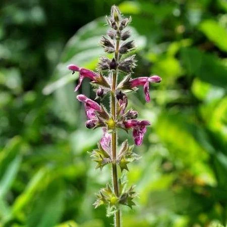 FuturePlanter Wald-Ziest (Stachys Sylvatica) 5 FuturePlanter Wald-Ziest (Stachys Sylvatica)