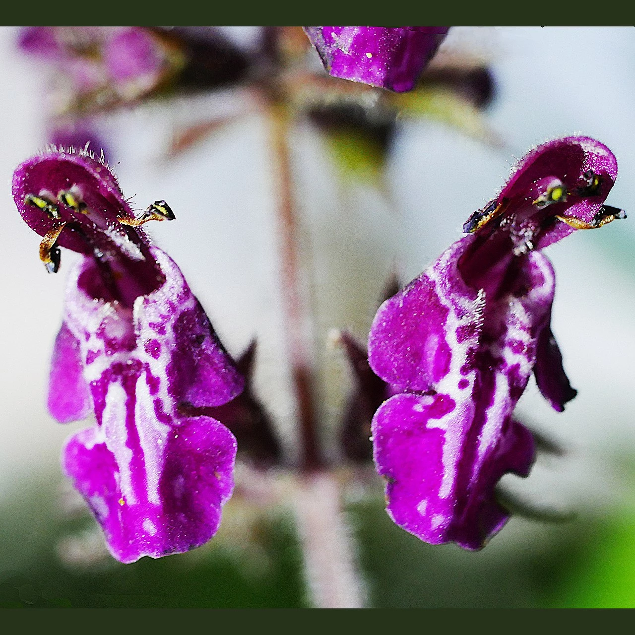 FuturePlanter Wald-Ziest (Stachys Sylvatica) 6 FuturePlanter Wald-Ziest (Stachys Sylvatica)