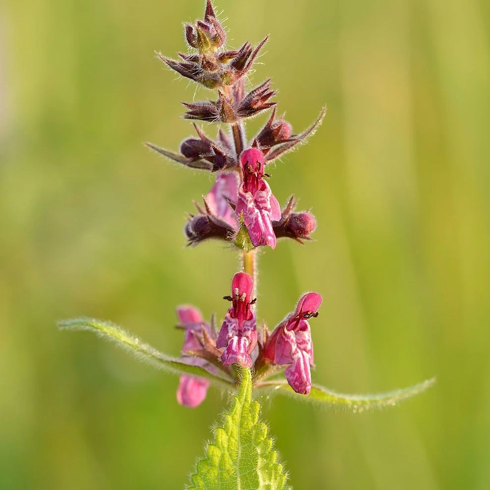 FuturePlanter Wald-Ziest (Stachys Sylvatica) 7 FuturePlanter Wald-Ziest (Stachys Sylvatica)
