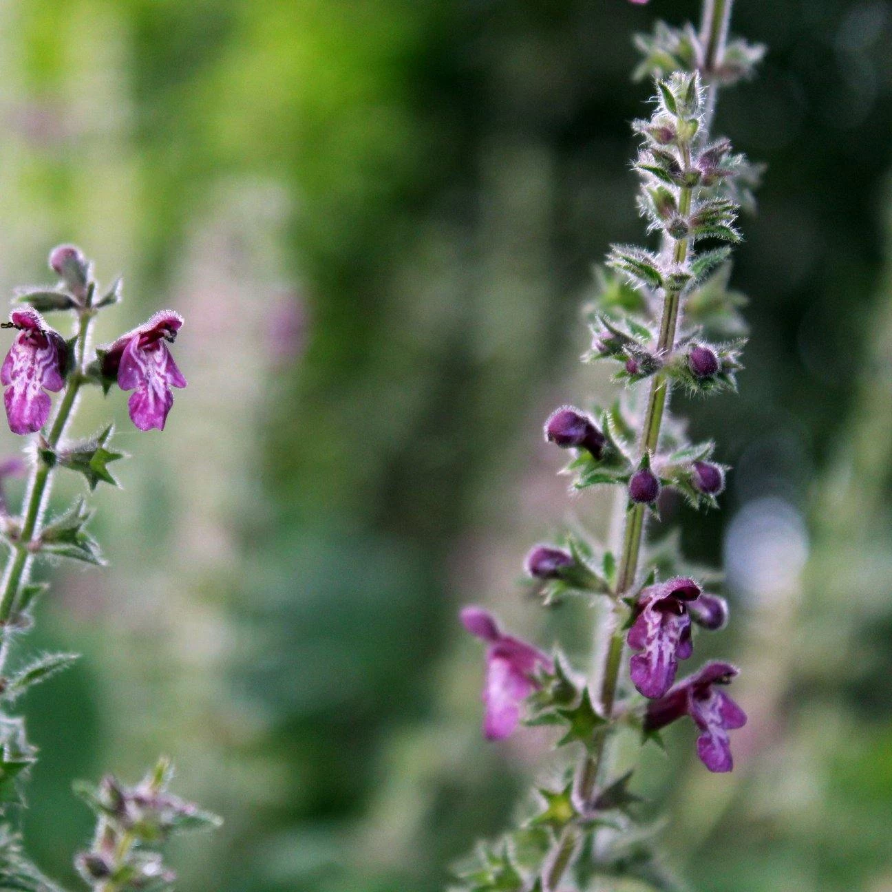 FuturePlanter Wald-Ziest (Stachys Sylvatica) 2 FuturePlanter Wald-Ziest (Stachys Sylvatica)