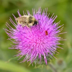 FuturePlanter Gewöhnliche Kratzdistel (Cirsium Vulgare) Alle Pflanzen Im Shop