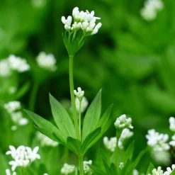 FuturePlanter Waldmeister (Galium Odoratum) Alle Pflanzen Im Shop