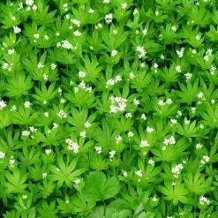 FuturePlanter Waldmeister (Galium Odoratum) Alle Pflanzen Im Shop
