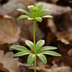 FuturePlanter Waldmeister (Galium Odoratum) Alle Pflanzen Im Shop