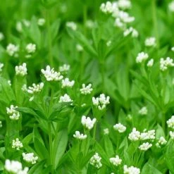 FuturePlanter Waldmeister (Galium Odoratum) Alle Pflanzen Im Shop