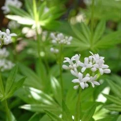 FuturePlanter Waldmeister (Galium Odoratum) Alle Pflanzen Im Shop