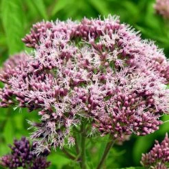 FuturePlanter Alle Pflanzen Im Shop Wasserdost (Eupatorium Cannabinum)