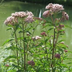 FuturePlanter Alle Pflanzen Im Shop Wasserdost (Eupatorium Cannabinum)