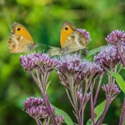FuturePlanter Alle Pflanzen Im Shop Wasserdost (Eupatorium Cannabinum)