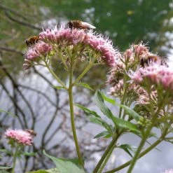 FuturePlanter Alle Pflanzen Im Shop Wasserdost (Eupatorium Cannabinum)