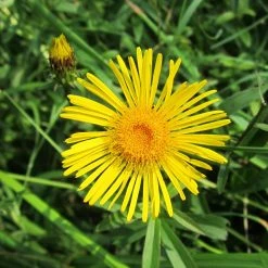 FuturePlanter Weidenblättriger Alant (Inula Salicina)
