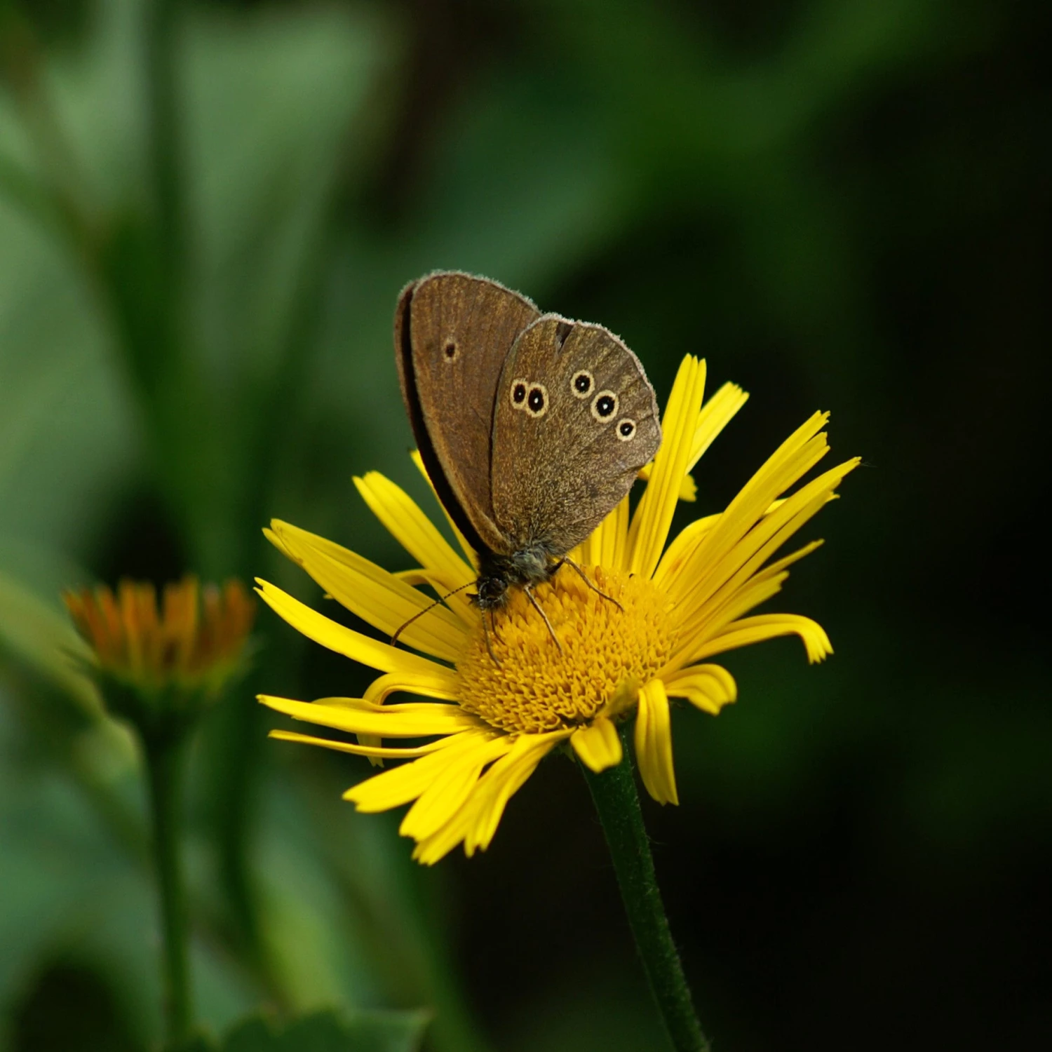FuturePlanter Weidenblättriges Rindsauge (Buphthalmum Salicifolium) Alle Pflanzen Im Shop 1 FuturePlanter Weidenblättriges Rindsauge (Buphthalmum Salicifolium) Alle Pflanzen Im Shop