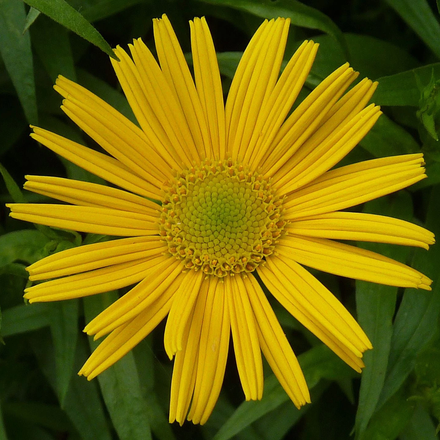 FuturePlanter Weidenblättriges Rindsauge (Buphthalmum Salicifolium) Alle Pflanzen Im Shop 8 FuturePlanter Weidenblättriges Rindsauge (Buphthalmum Salicifolium) Alle Pflanzen Im Shop