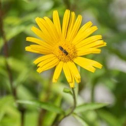 FuturePlanter Weidenblättriges Rindsauge (Buphthalmum Salicifolium) Alle Pflanzen Im Shop 12 FuturePlanter Weidenblättriges Rindsauge (Buphthalmum Salicifolium) Alle Pflanzen Im Shop