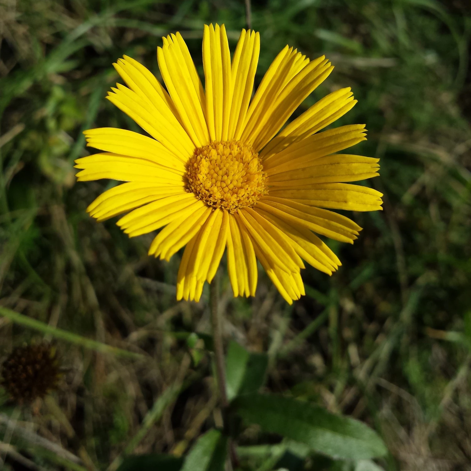 FuturePlanter Weidenblättriges Rindsauge (Buphthalmum Salicifolium) Alle Pflanzen Im Shop 7 FuturePlanter Weidenblättriges Rindsauge (Buphthalmum Salicifolium) Alle Pflanzen Im Shop