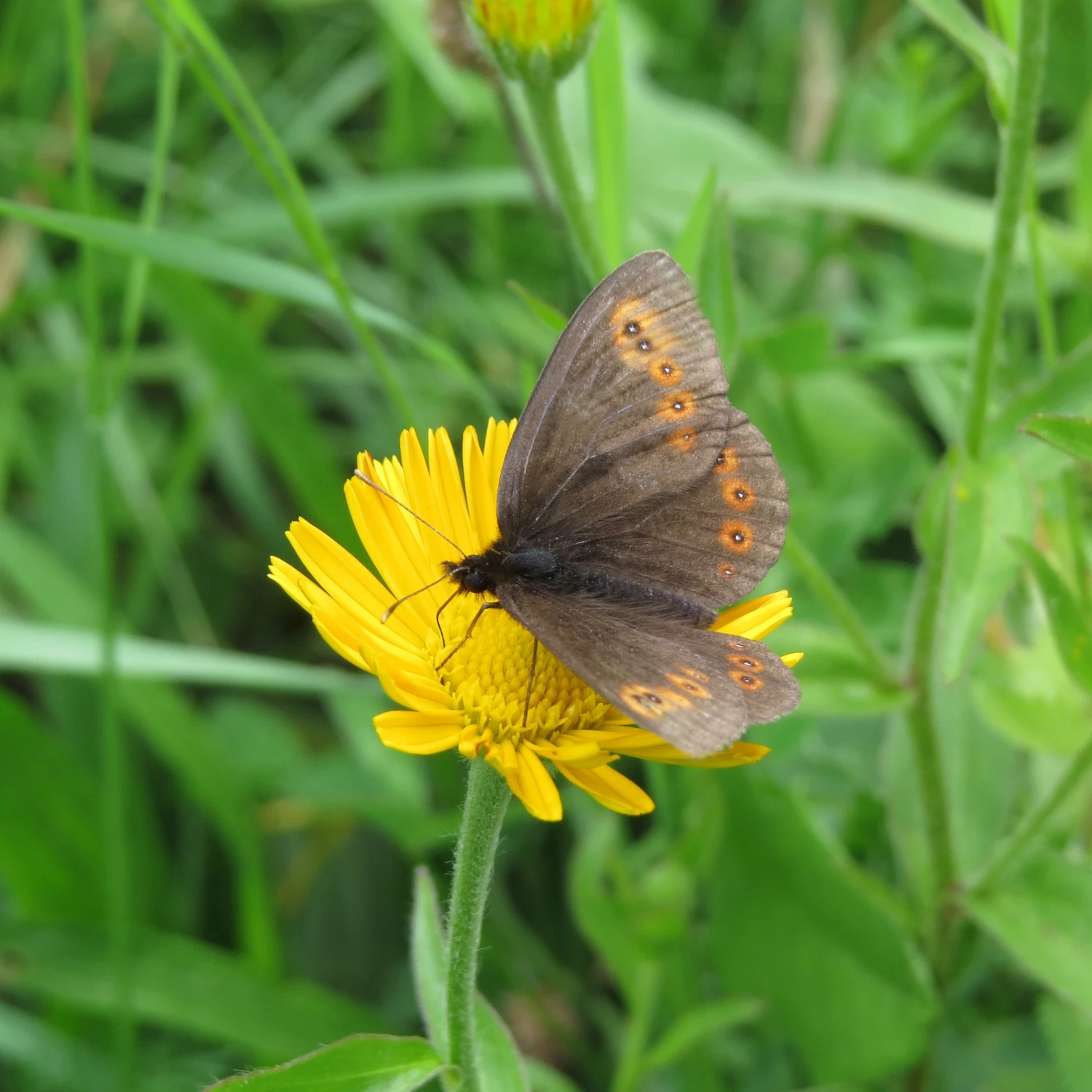 FuturePlanter Weidenblättriges Rindsauge (Buphthalmum Salicifolium) Alle Pflanzen Im Shop 6 FuturePlanter Weidenblättriges Rindsauge (Buphthalmum Salicifolium) Alle Pflanzen Im Shop