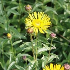FuturePlanter Weidenblättriger Alant (Inula Salicina)