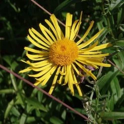 FuturePlanter Weidenblättriger Alant (Inula Salicina)