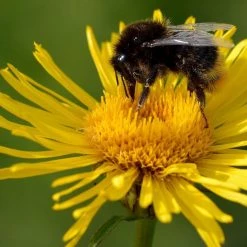 FuturePlanter Weidenblättriger Alant (Inula Salicina)