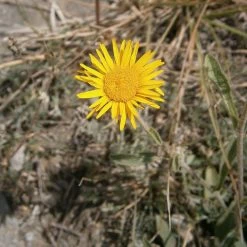 FuturePlanter Weidenblättriger Alant (Inula Salicina)
