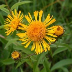 FuturePlanter Weidenblättriger Alant (Inula Salicina)