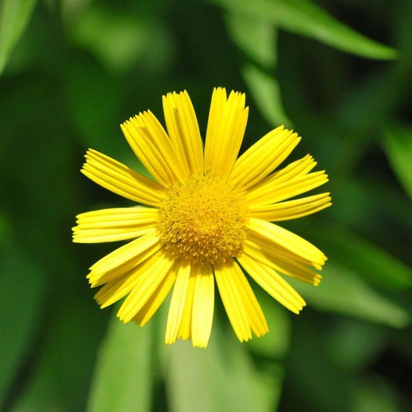FuturePlanter Weidenblättriges Rindsauge (Buphthalmum Salicifolium) Alle Pflanzen Im Shop 2 FuturePlanter Weidenblättriges Rindsauge (Buphthalmum Salicifolium) Alle Pflanzen Im Shop