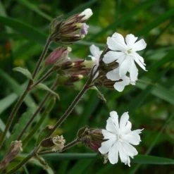 FuturePlanter Weisse Waldnelke (Silene Pratensis)