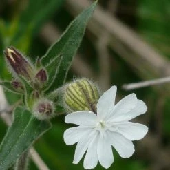 FuturePlanter Weisse Waldnelke (Silene Pratensis)