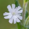 FuturePlanter Weisse Waldnelke (Silene Pratensis)
