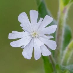 FuturePlanter Weisse Waldnelke (Silene Pratensis)