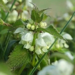 FuturePlanter Weisse Taubnessel (Lamium Album) Alle Pflanzen Im Shop