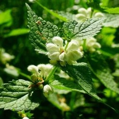 FuturePlanter Weisse Taubnessel (Lamium Album) Alle Pflanzen Im Shop