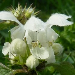 FuturePlanter Weisse Taubnessel (Lamium Album) Alle Pflanzen Im Shop