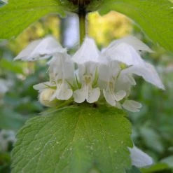 FuturePlanter Weisse Taubnessel (Lamium Album) Alle Pflanzen Im Shop