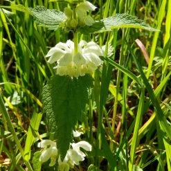 FuturePlanter Weisse Taubnessel (Lamium Album) Alle Pflanzen Im Shop