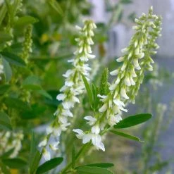 FuturePlanter Weisser Steinklee (Melilotus Albus)