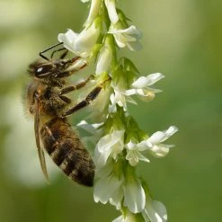 FuturePlanter Weisser Steinklee (Melilotus Albus)