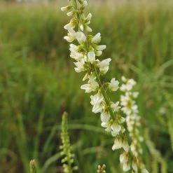 FuturePlanter Weisser Steinklee (Melilotus Albus)