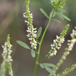 FuturePlanter Weisser Steinklee (Melilotus Albus)