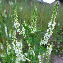 FuturePlanter Weisser Steinklee (Melilotus Albus)