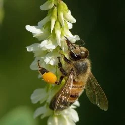 FuturePlanter Weisser Steinklee (Melilotus Albus)