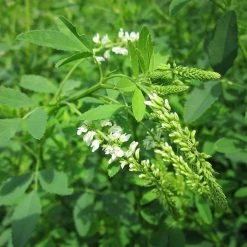 FuturePlanter Weisser Steinklee (Melilotus Albus)