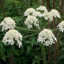 FuturePlanter Wiesen-Bärenklau (Heracleum Sphondylium) Alle Pflanzen Im Shop