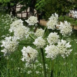 FuturePlanter Wiesen-Bärenklau (Heracleum Sphondylium) Alle Pflanzen Im Shop